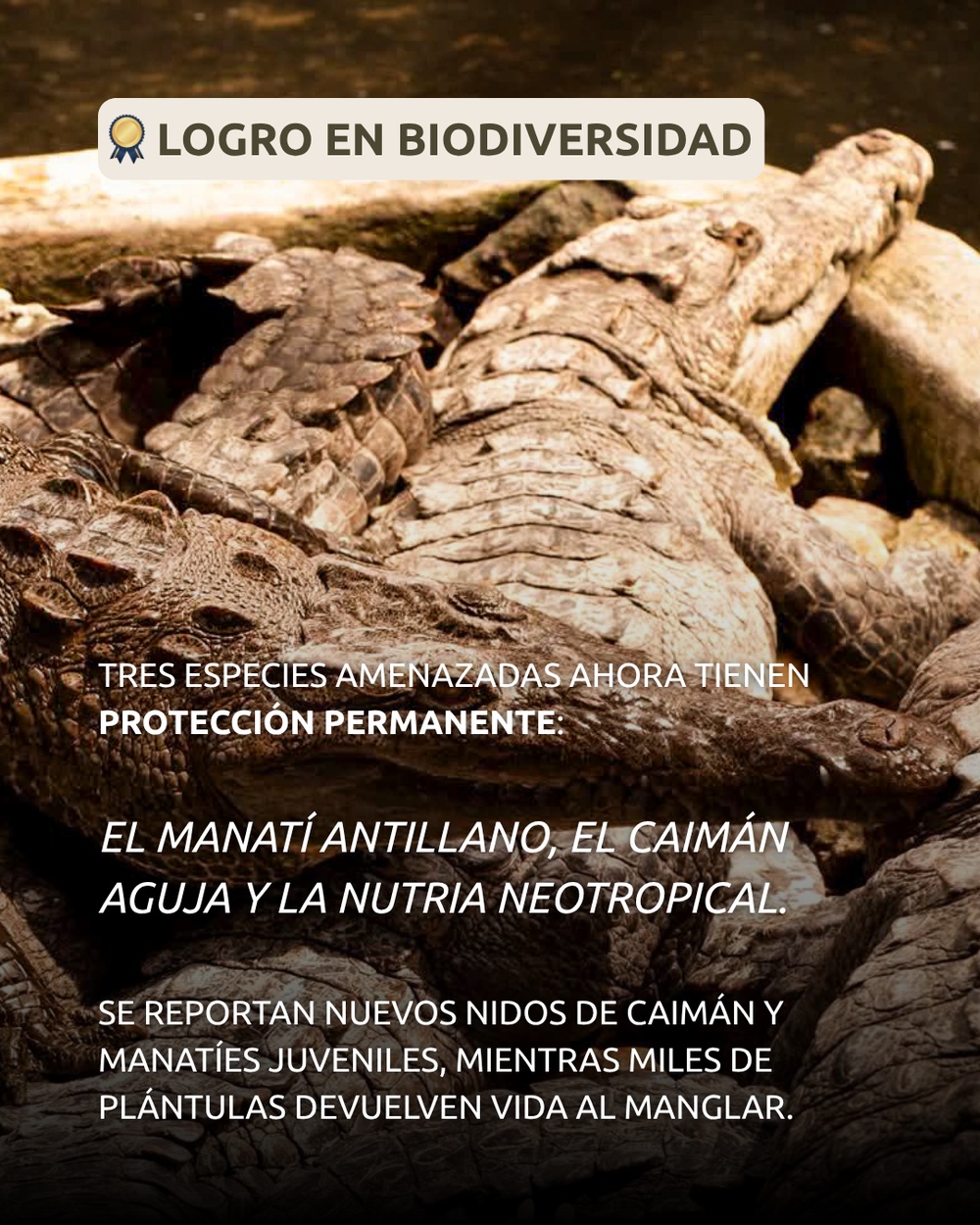 Slide 4 infografía 3